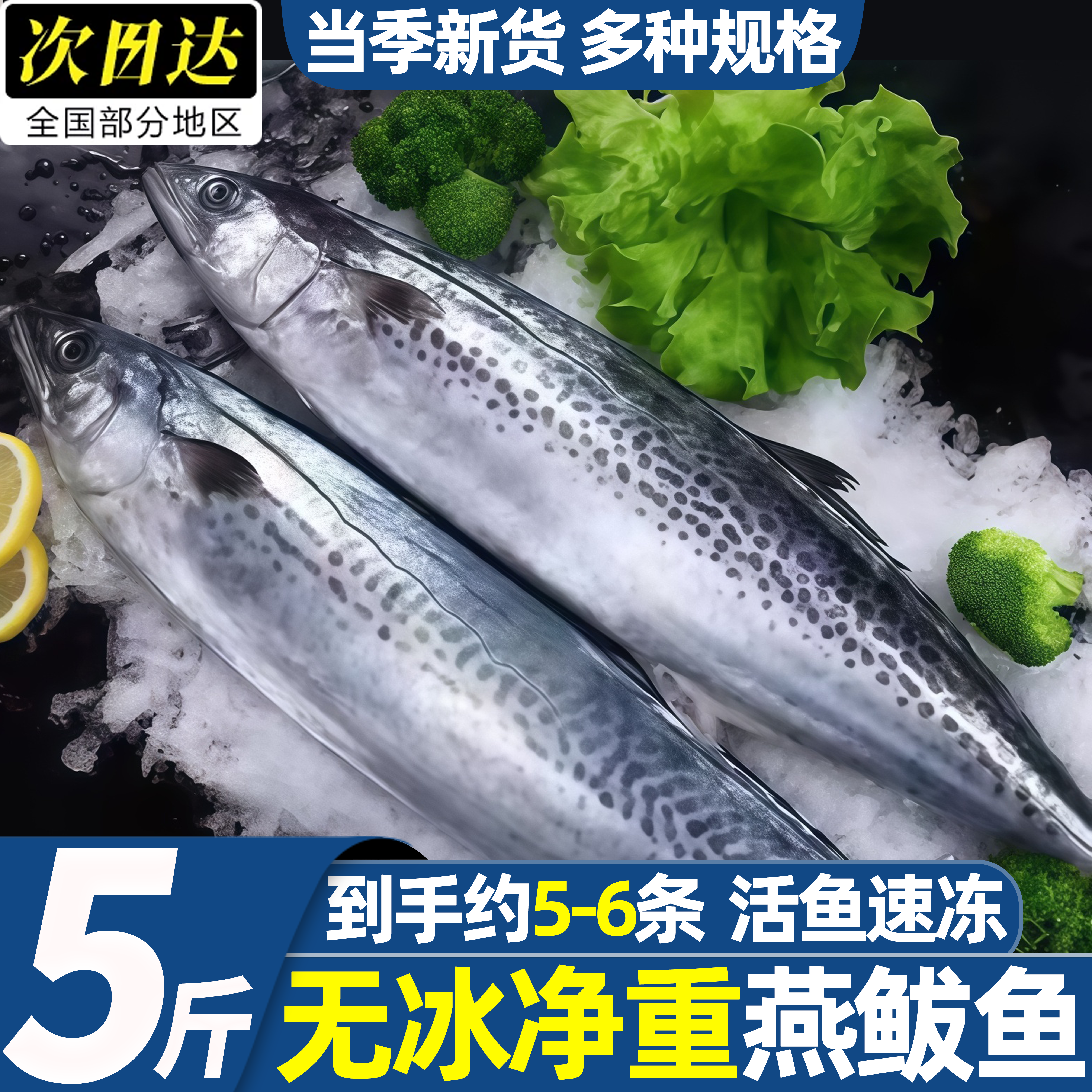 青岛海捕新鲜冷冻燕鲅鱼批发