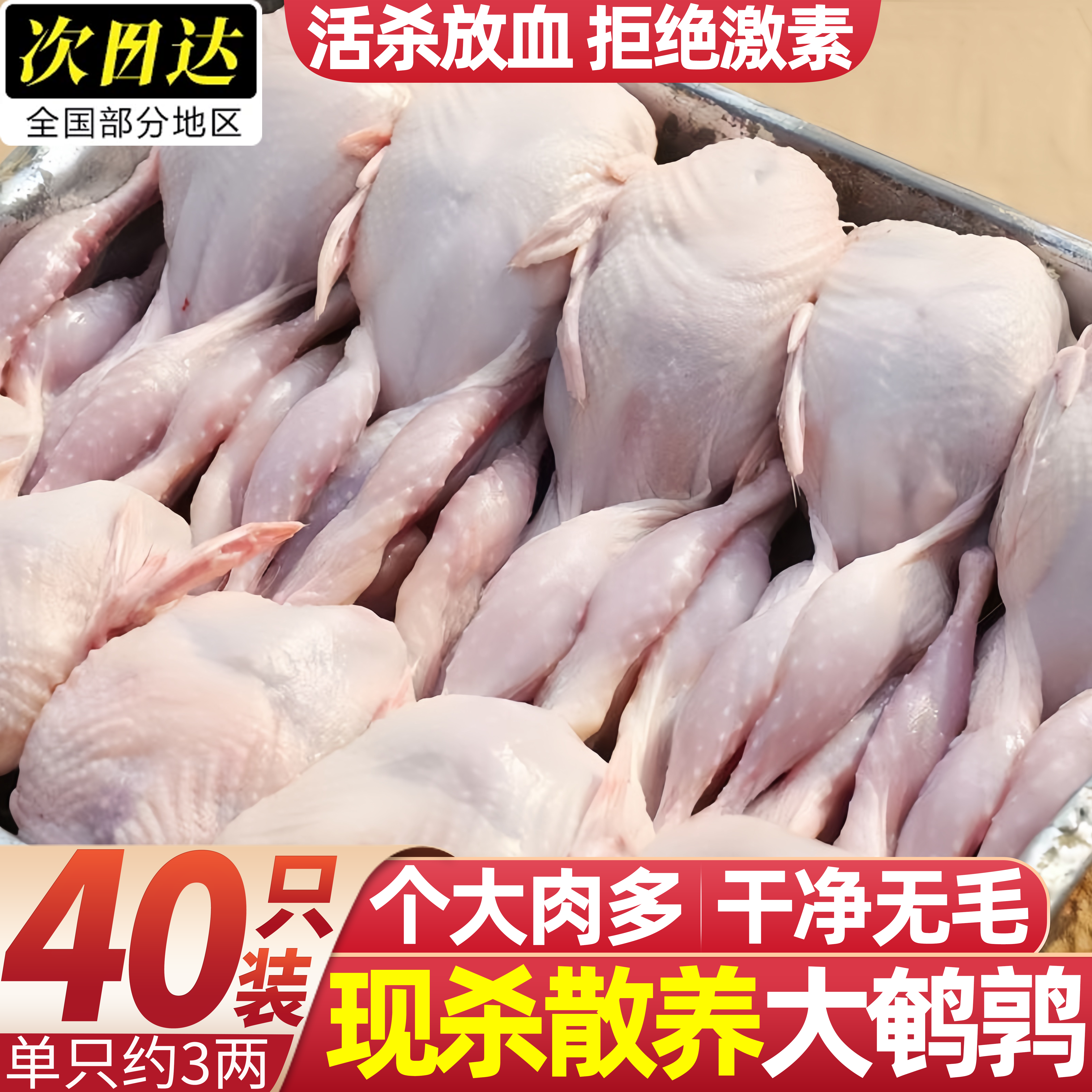 新鲜现杀农家散养大号鹌鹑