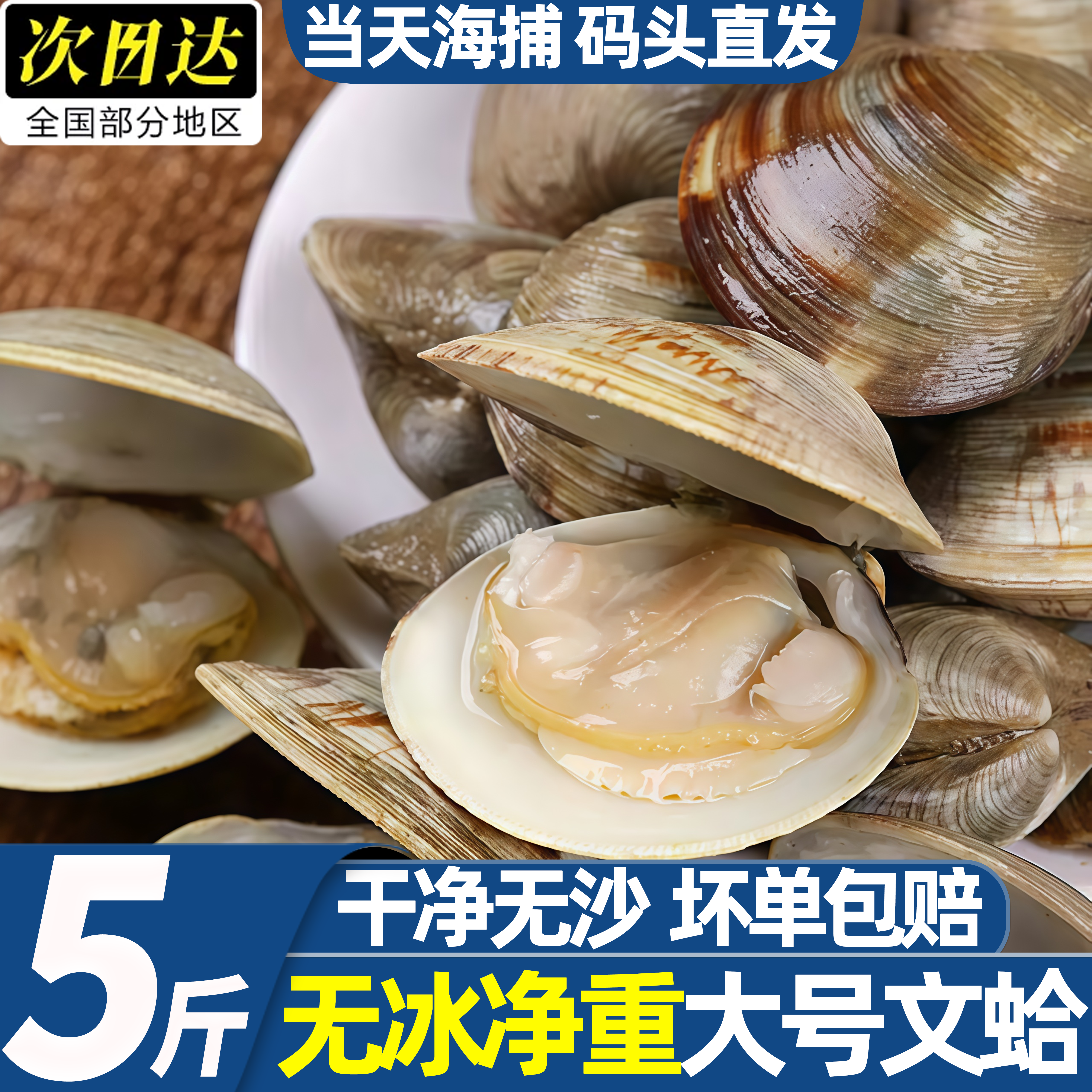 辽宁丹东真文蛤滩涂野生非美贝