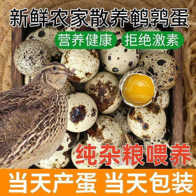 当天产蛋80枚】新鲜斑点鹌鹑蛋营养丰富天然食材健康美味营养早餐