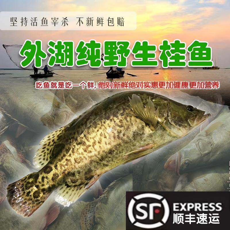 鳜鱼鲜活淡水生态桂鱼桂花鱼鳌花鱼季花鱼大眼鳜自然湖泊捕获滋补