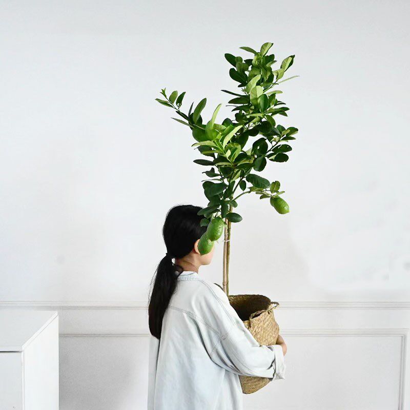 高杆香水柠檬树盆栽室内客厅阳台庭院大型绿植可食用四季开花结果