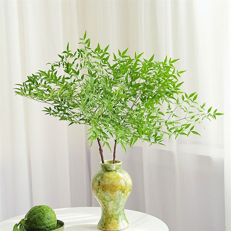 绿天竺鲜切枝室内水培植物家用插花云南基地直发南天竹鲜花顺丰