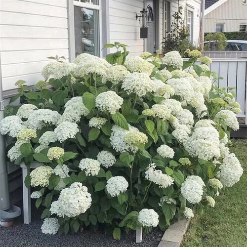 敌贝拉安娜绣球白色花苗耐寒耐晒花乔木绣球庭院阳台花镜绿植