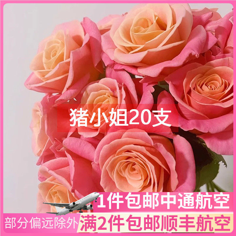 猪小姐玫瑰花云南斗南鲜花基地直发昆明花卉市场批鲜切花发朱真花
