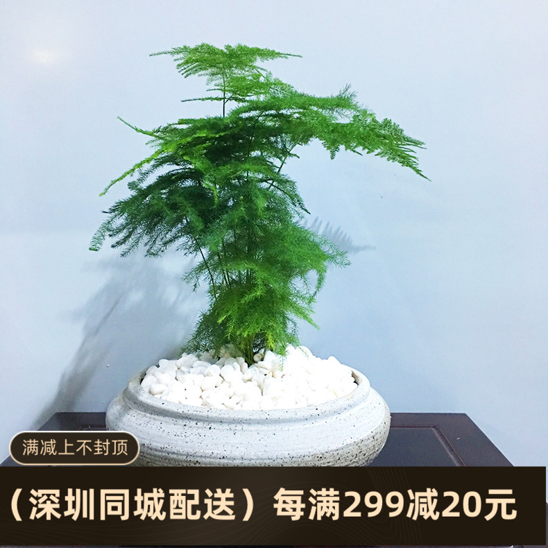深圳花木兰园林文竹盆栽植物好养趣味绿植花卉绿化吸甲醛