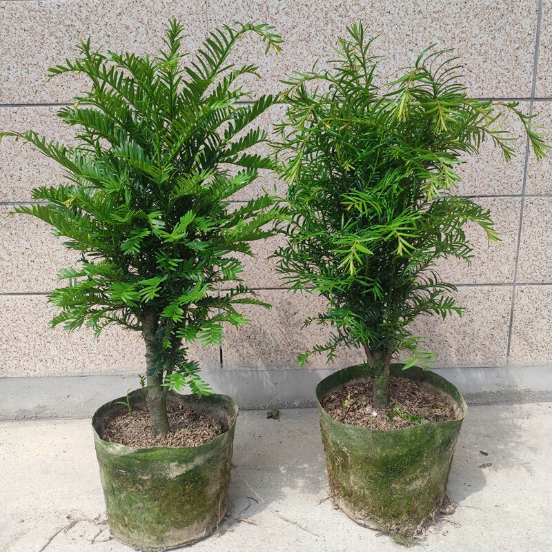 正宗南方红豆杉盆栽内除甲醛绿植物室庭抗旱冬季耐寒四季常青