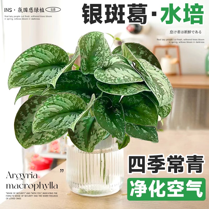 叶小叶银斑葛培垂吊植物绿萝长藤款盆栽室内四季好养观叶绿植