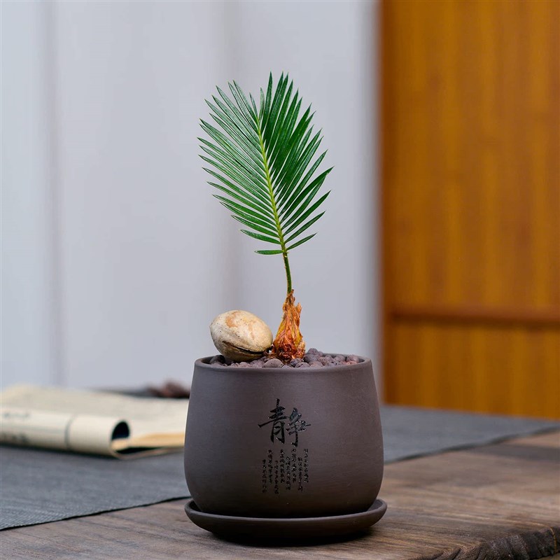 苏铁铁树盆景室内绿植花卉盆栽常青好养净化空气植