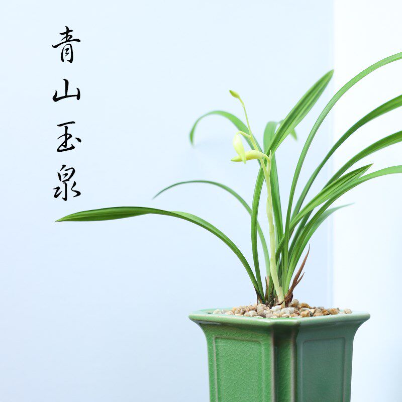 青玉泉花剑建兰幽香绿植兰花盆雅冰裂室内盆栽