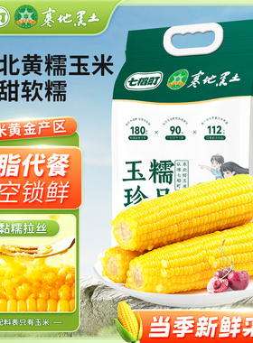 七稻町东北黄糯甜玉米新鲜甜糯玉米棒真空独立装香甜玉米大棒整支