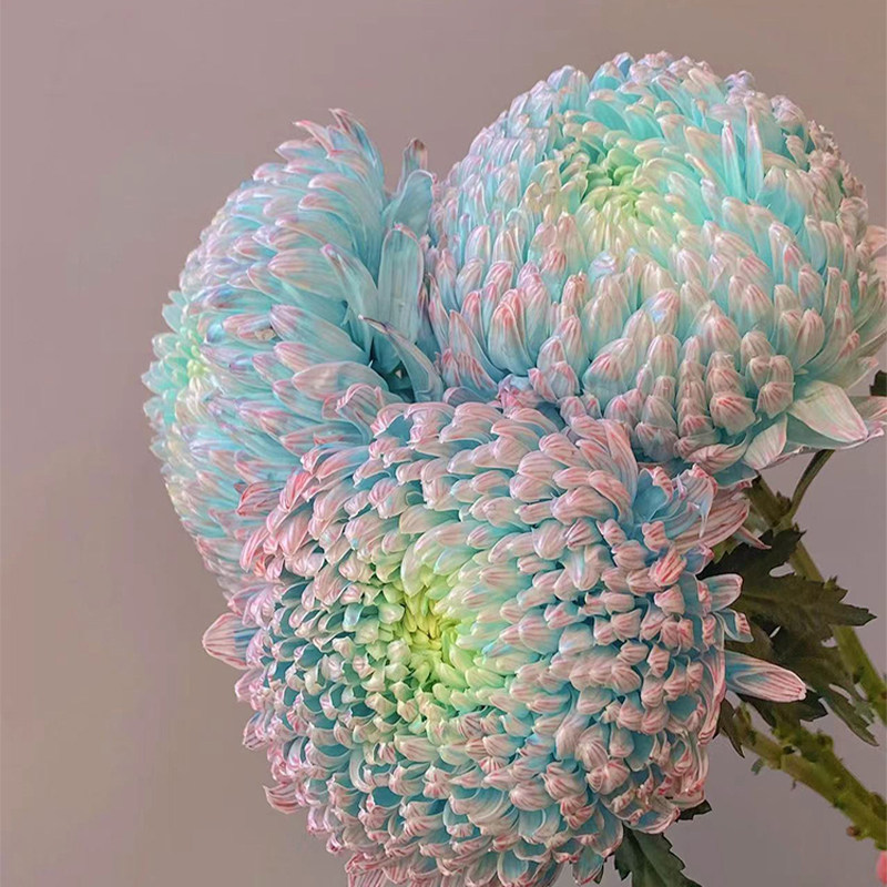 青花瓷牡丹菊鲜花 云南直发插花学习用花材 花期长节日通用花束