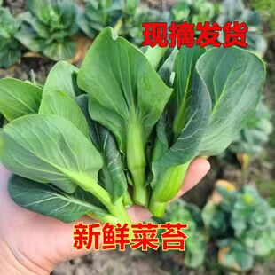 苏北霜冻青菜苔新鲜青菜苔菜心软糯青菜苔农家青菜现摘 包邮
