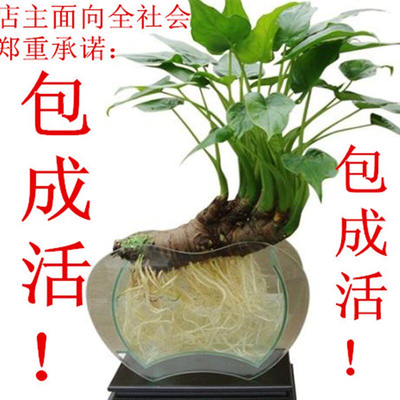 奇趣植物千手观音小叶滴水观音盆景桌面水培土培室内盆栽净化空气