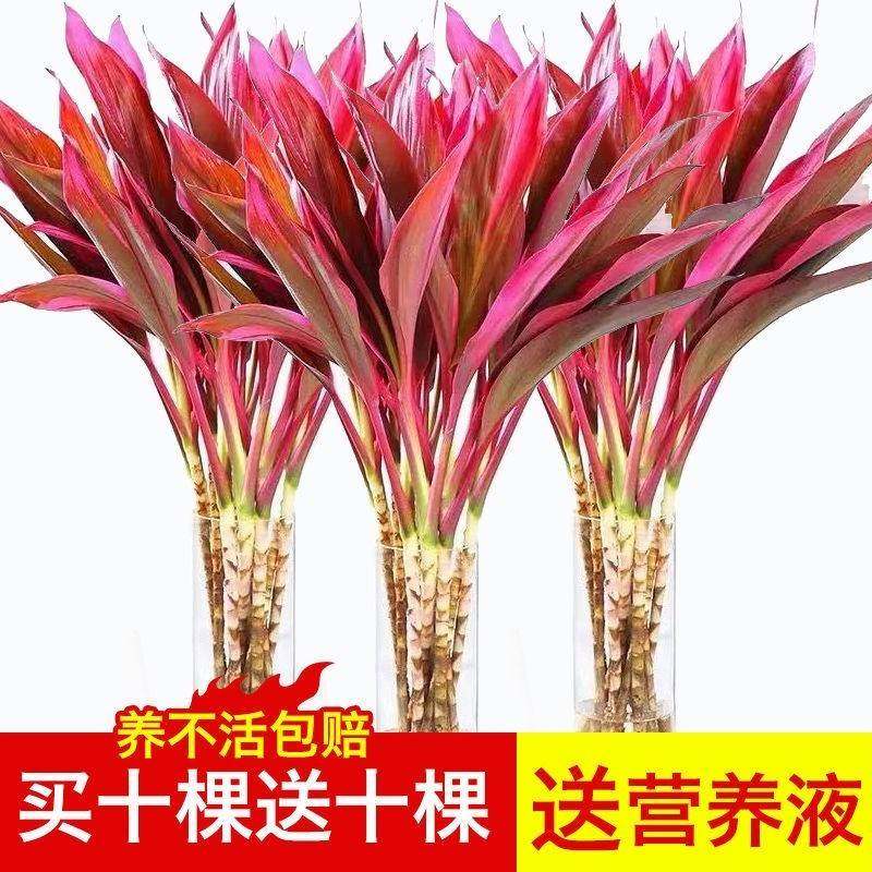 紫竹鸿运当头富贵竹大叶竹水培植物水培绿植花卉室内客厅净化空气