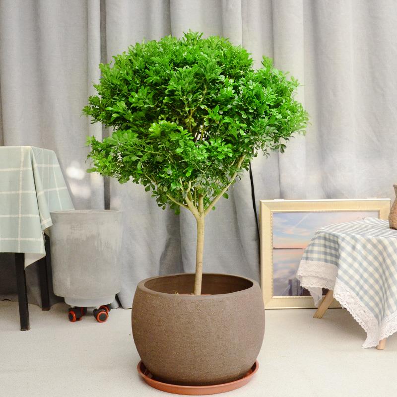 金叶子米兰花香常绿植物花卉盆栽室内外阳台花园庭院四季好养盆景