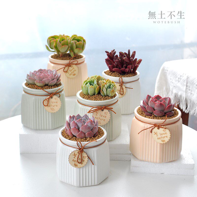 精品多肉植物小盆栽办公室绿植桌面盆栽新手好养老桩肉肉花卉盆栽