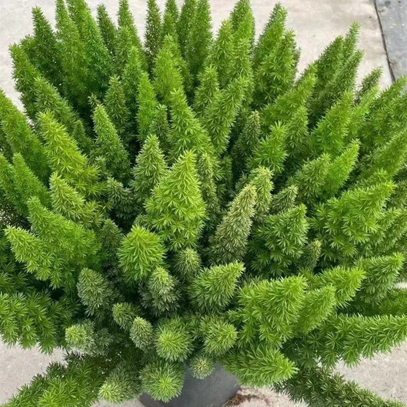 狐尾天门冬盆栽植物花园庭院阳台造景绿植常青树广州供货直发香港