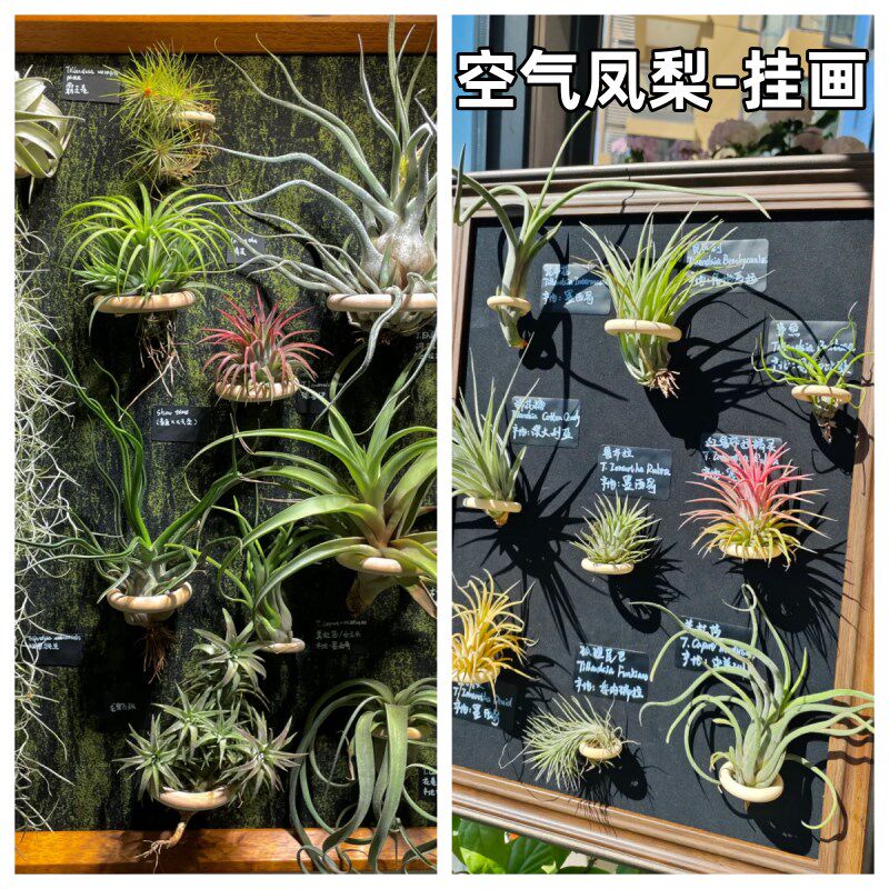 【植物精灵】空气凤梨无土栽培懒人福音客厅阳台好养易活绿植花卉