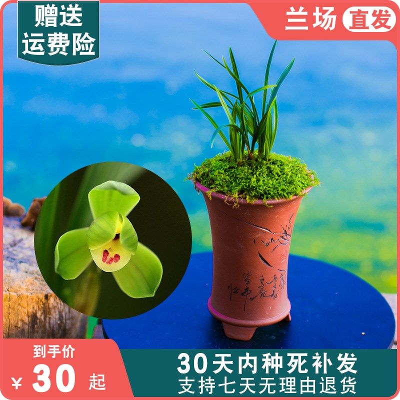 【翠盖荷】矮种兰花浓香型带花苞春兰草盆栽花卉植物迷你大众国兰