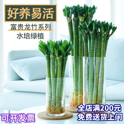 龙竹富贵竹转运竹多头幸运竹带根水培植物客厅办公室桌面绿植盆栽