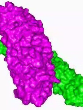 modeller 蛋白 同源建模 服务费