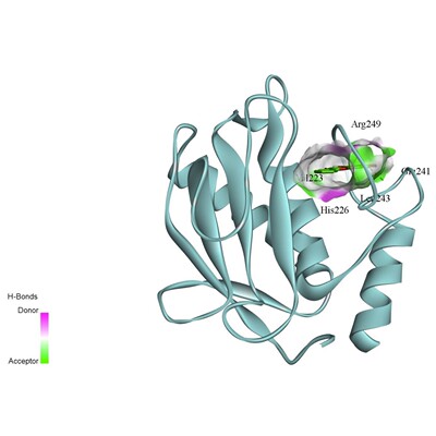 分子对接/虚拟筛选/辅导业务/可视化/discovery studio/Pymol