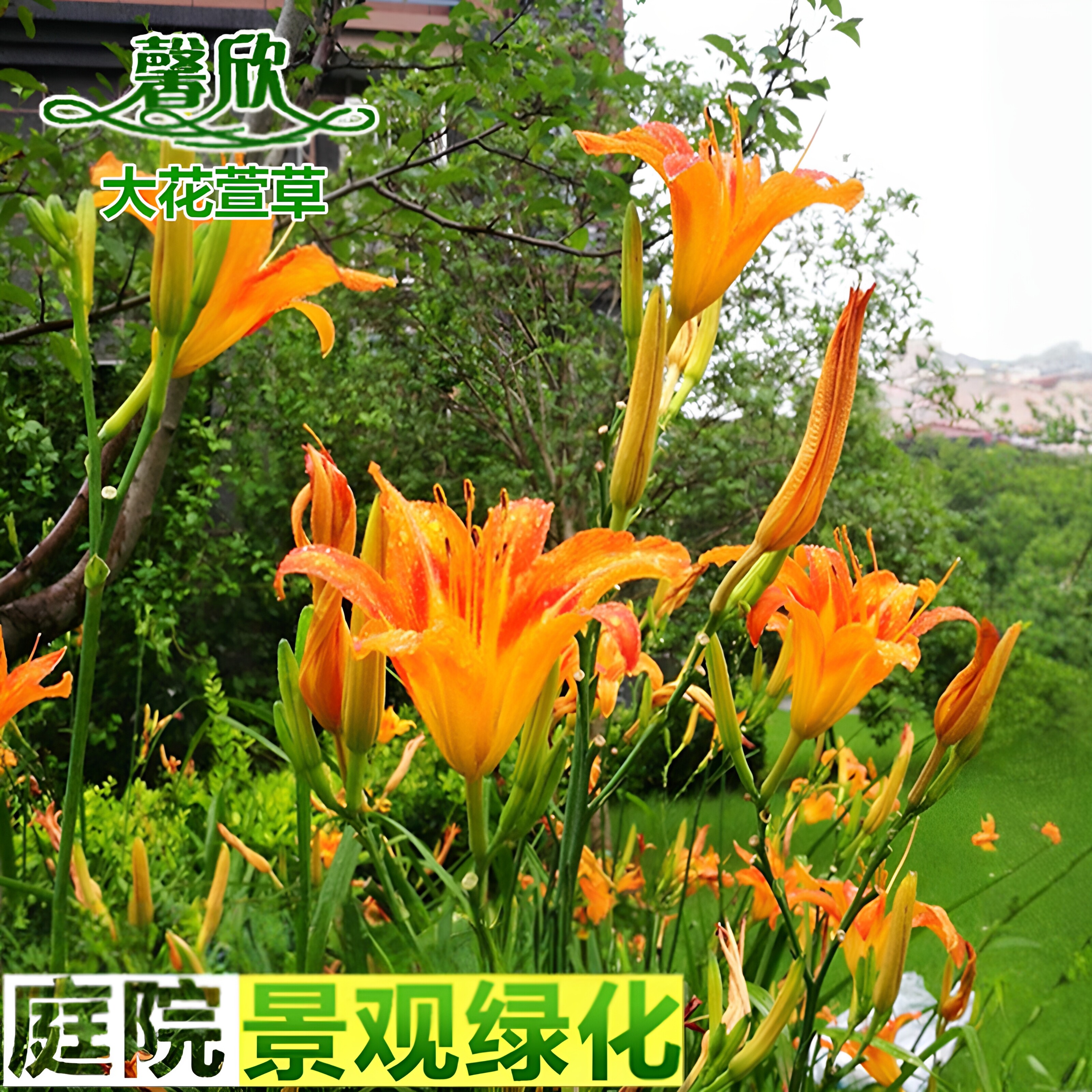 大花萱草 野生黄花菜苗 忘忧草无忧草庭院绿化多年生草本宿根花卉