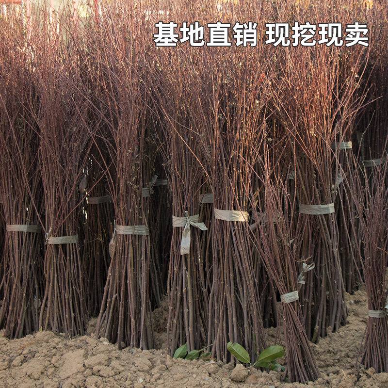 红枫树苗四季中国庭院小日图片