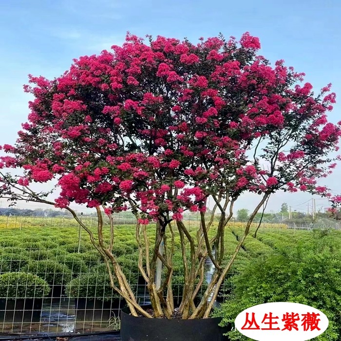 丛生紫薇树苗庭院种植大型紫薇花
