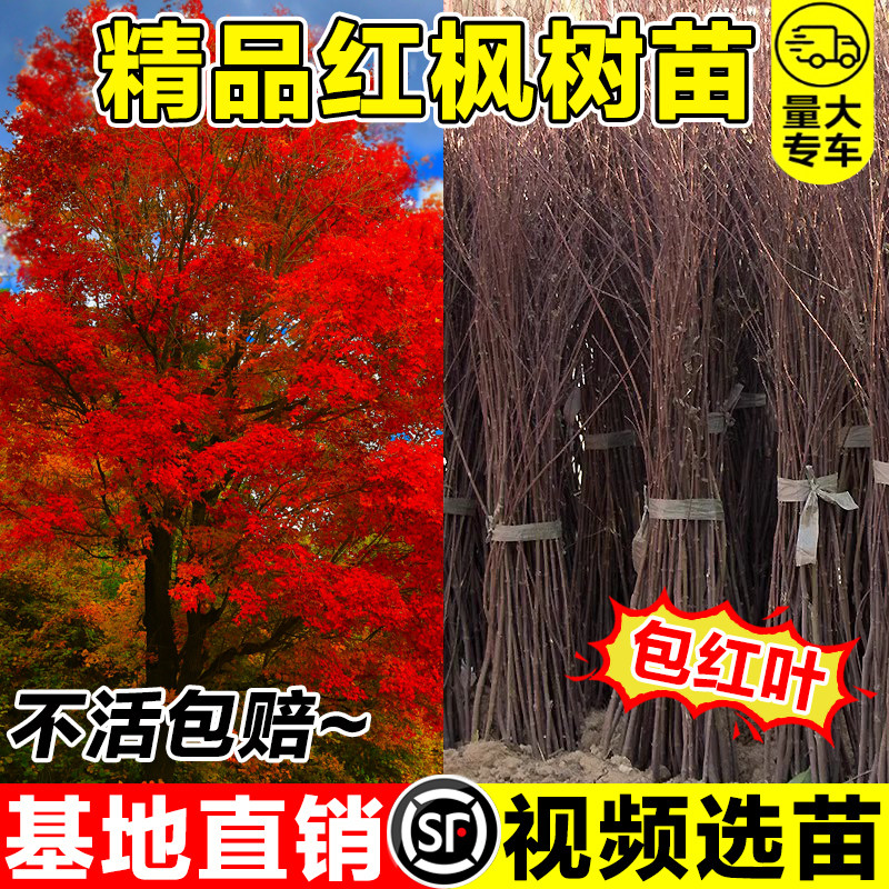 红枫树苗四季中国红庭院红枫小苗日本红枫小苗园林绿化苗木工程苗图片