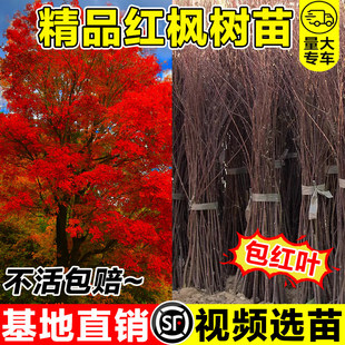 红枫树苗四季中国红庭院红枫小苗日本红枫小苗园林绿化苗木工程苗