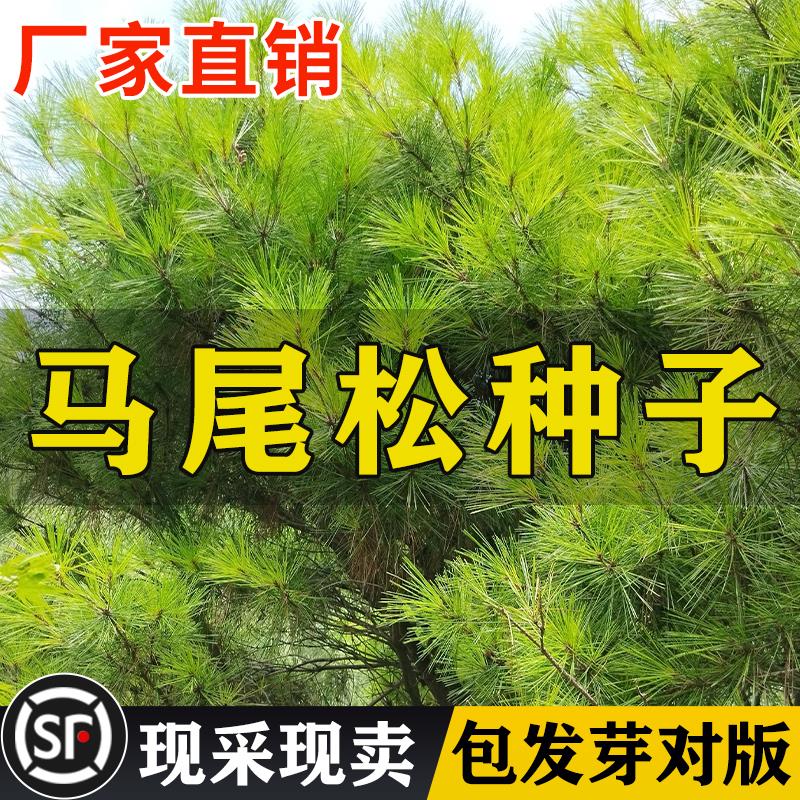 新采马尾松种子树枞青林