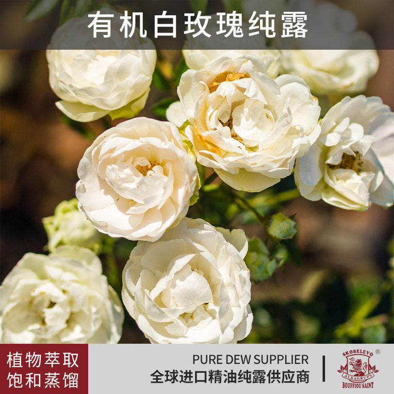 保加利亚产区有机白玫瑰纯露进口有机原料蒸馏萃取饱含液纯露