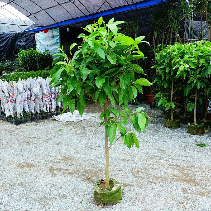 白兰花树苗玉兰四季开花植物带花苞浓香盆栽花卉黄兰庭院室内绿植
