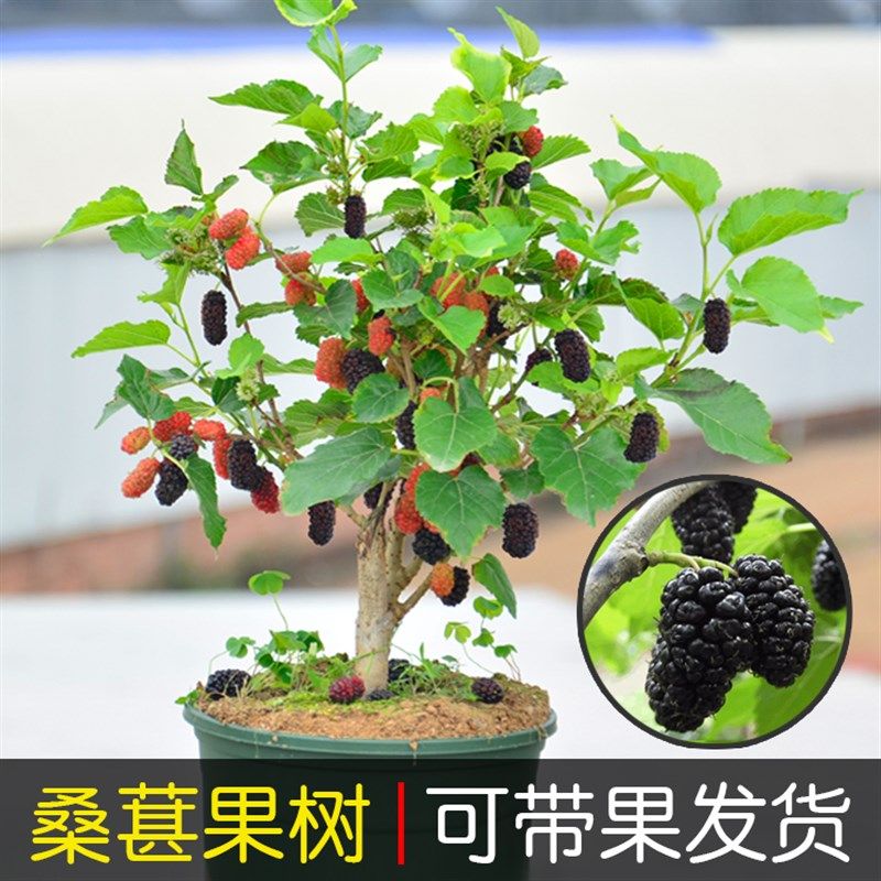 桑葚盆栽树苗当年结果四季食用桑树花卉绿植阳台庭院果树桑椹大苗