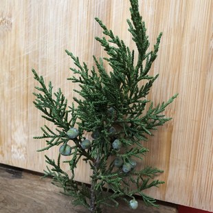 带果带果子带果实柏枝结婚用祝寿喜庆用品新鲜现摘柏树枝百子千孙