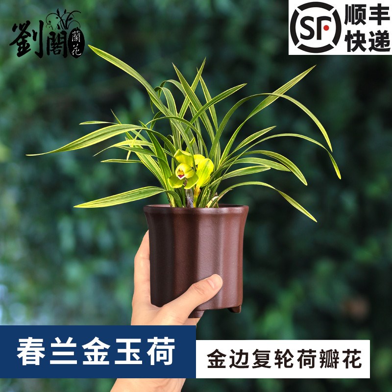 刘阁兰花苗 春兰金边艺金玉荷 冬带花苞出售阳台荷瓣花卉好养盆栽