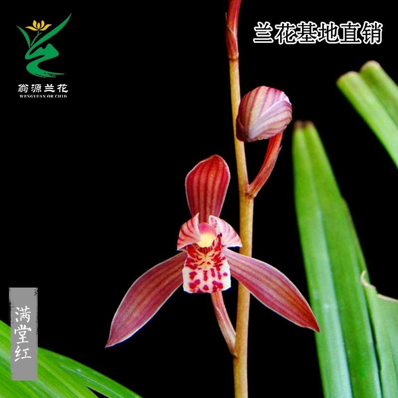 喜花里兰花苗四季建兰满堂红开浓香八大红花铭品室内绿植花卉盆栽