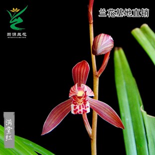 喜花里兰花苗四季建兰满堂红开浓香八大红花铭品室内绿植花卉盆栽