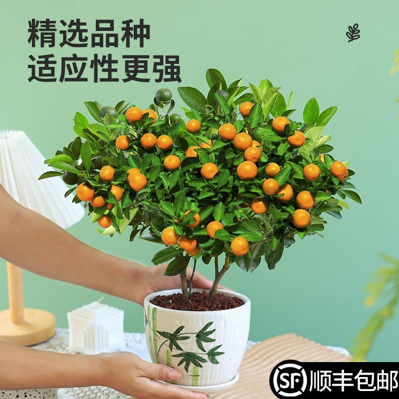 四季金桔树苗盆栽带果可食用植物室内花卉阳台观赏小橘子绿植好养