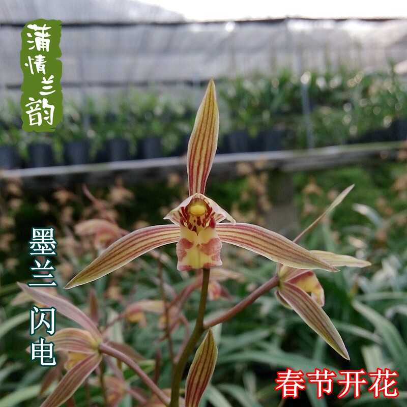 墨兰闪电 金边线艺兰花苗花卉室内盆景绿植盆栽花季冬季带花苞