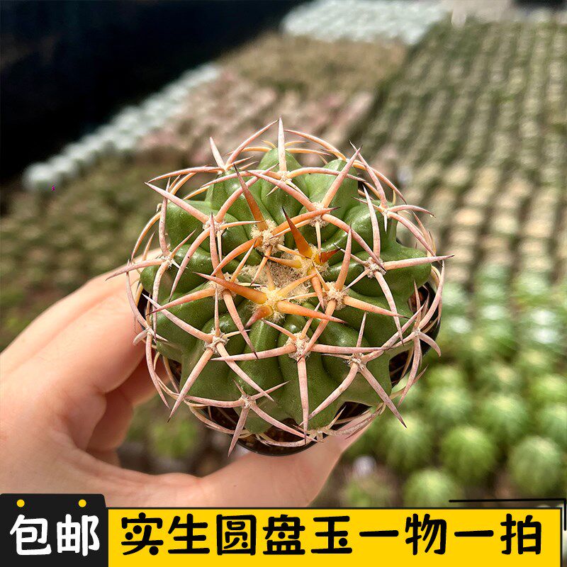 圆盘玉仙人球实生一物一拍仙人掌狂刺强刺球多肉植物阳台盆栽开花