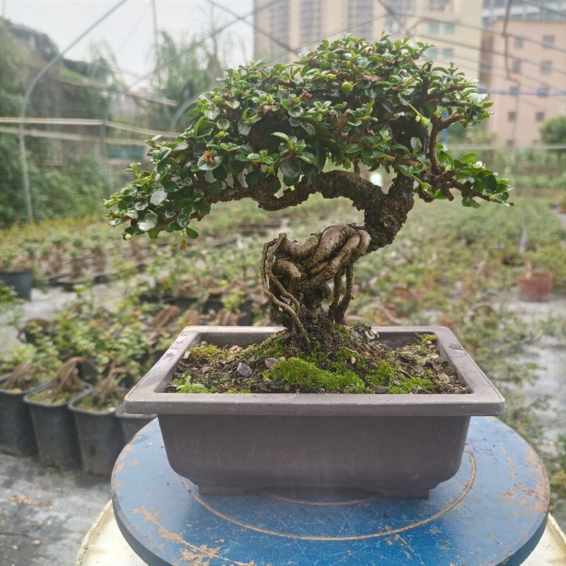 掌上绿植盆栽桌面老树桩阳台观叶开花挂果提根净化空气福建茶盆景