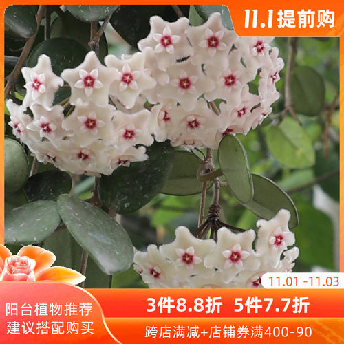 海蒂的花园球兰好养耐阴办公室桌面盆栽可垂吊花卉植物室内花绿植