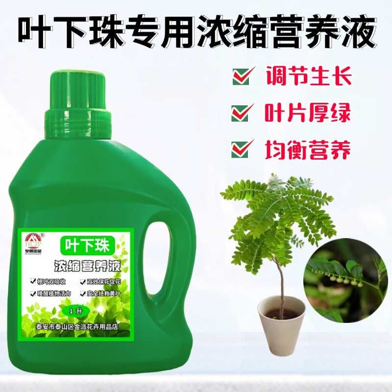 海岛叶下珠珍珠草专用浓缩营养液盆栽地栽绿植物黄叶通用养花肥料