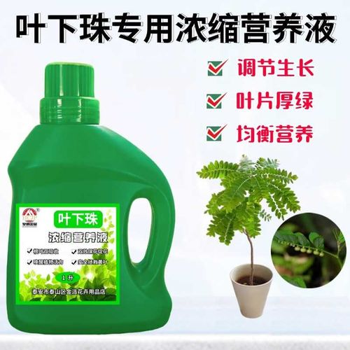 海岛叶下珠珍珠草专用浓缩营养液盆栽地栽绿植物黄叶通用养花肥料