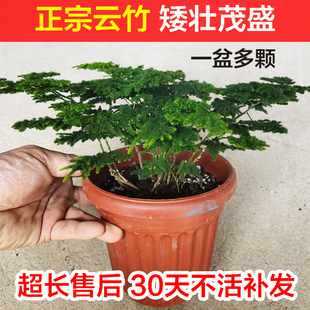 唐山矮生云竹矮化文竹盆栽盆景办公室内外桌面微景观净化空气绿植