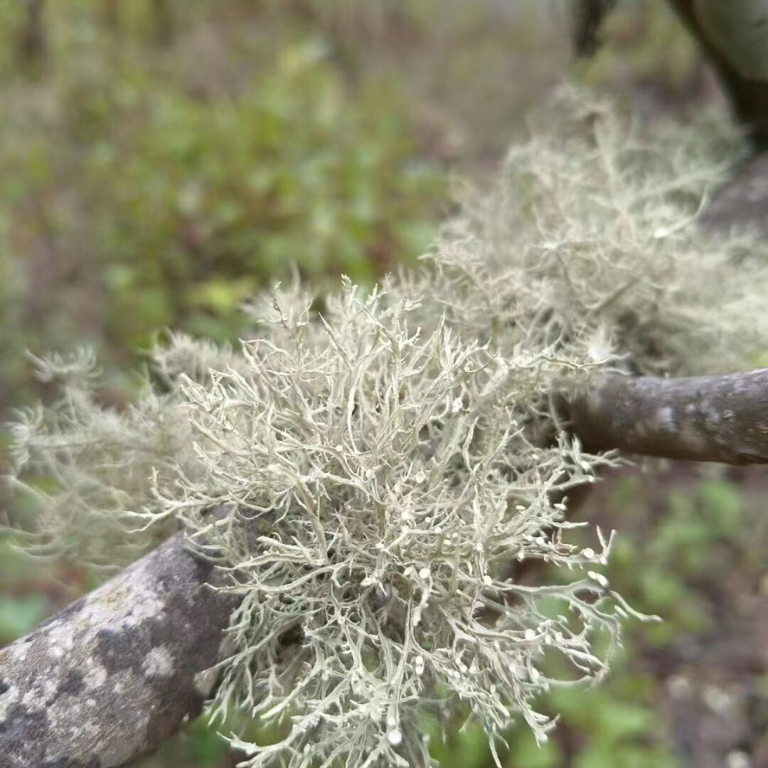 云南特产野生青树花菜山珍山货树胡子菌类干货凉拌野菜生绿灰树花