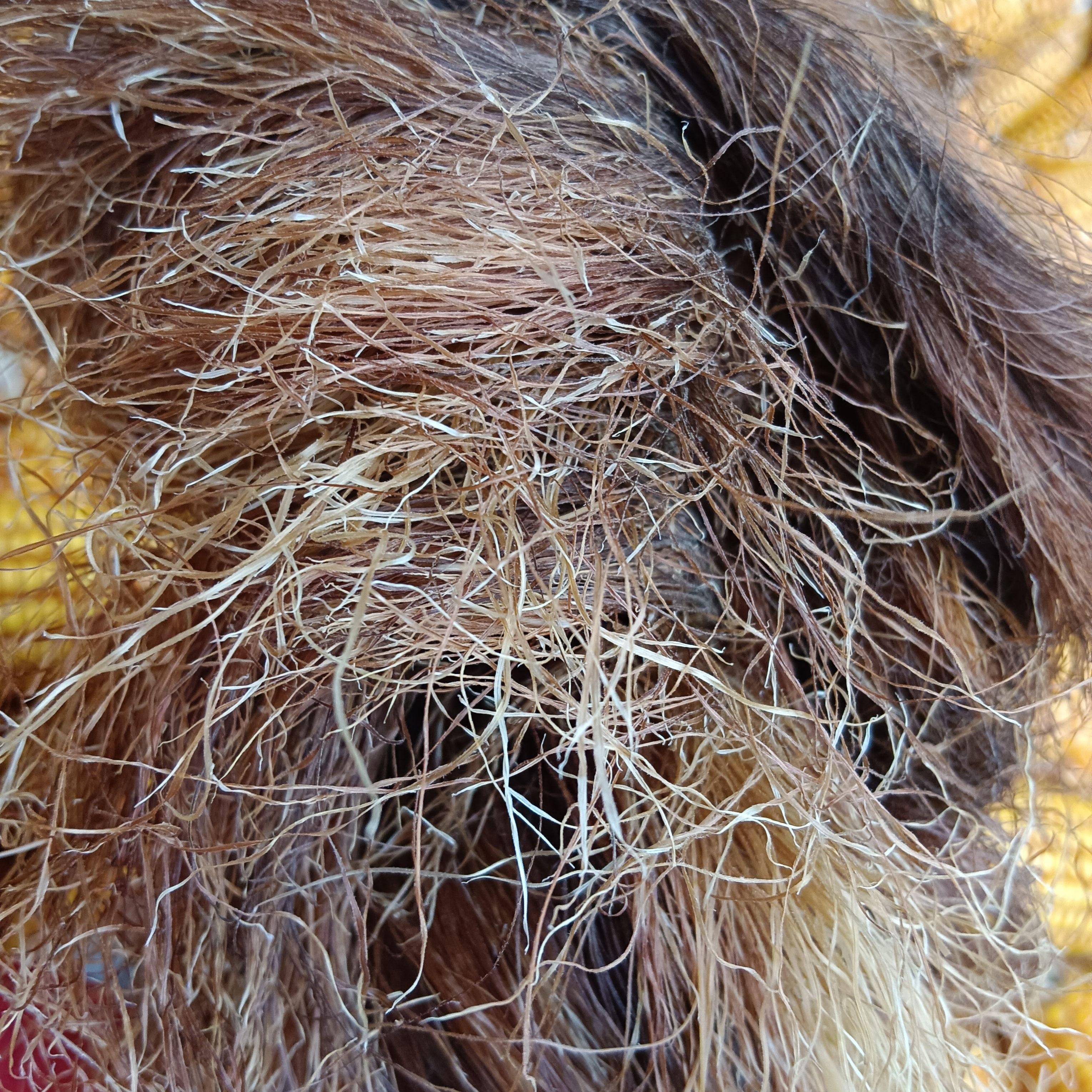 玉米须干玉米须茶农家天然玉米须新鲜晒干孕妇放心喝500g